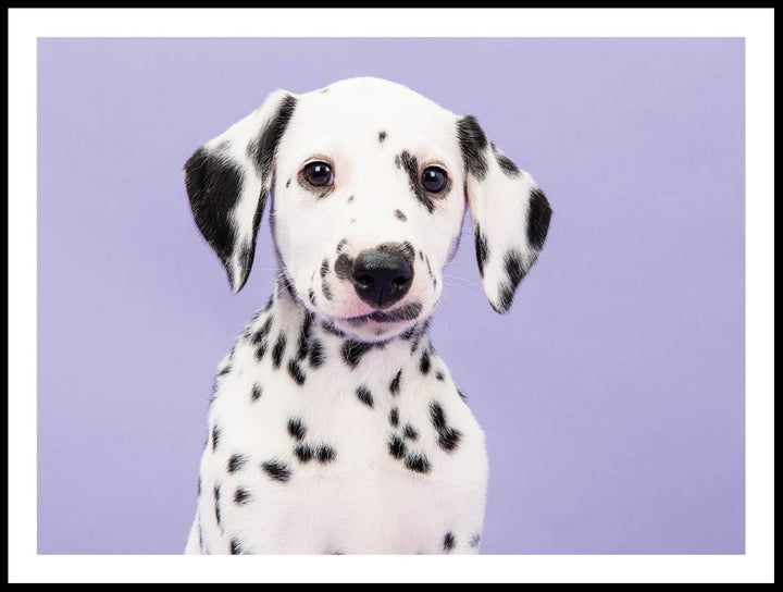 Dalmatian Puppy Poster