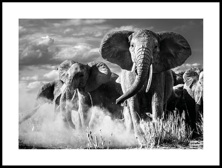 Elephants Poster