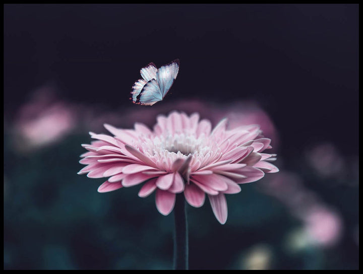 Butterfly Near Daisy Poster