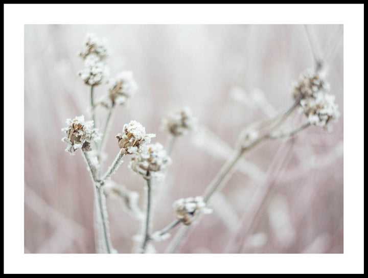 Frosted Flowers Poster