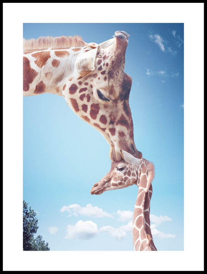 Giraffe Kiss Poster