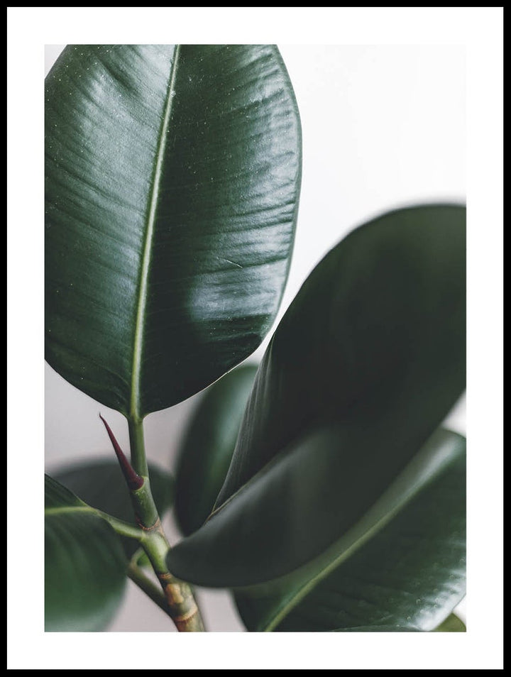 Green Fig Leaves Poster