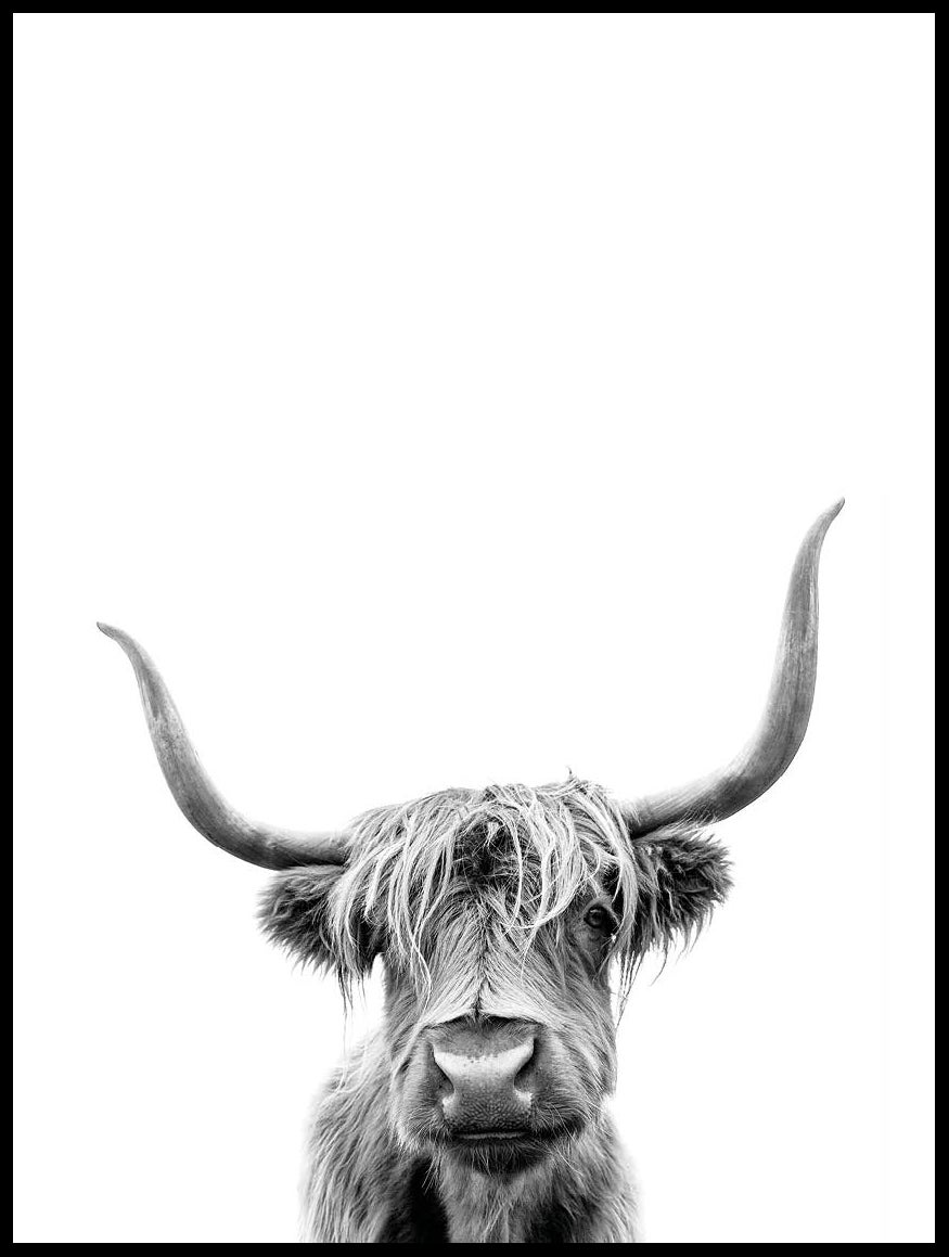 Highland Cow Poster