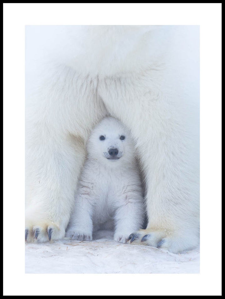 Mother Polar Bear With Cub Poster