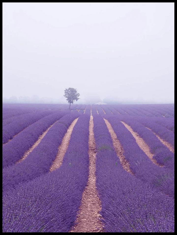 Lavendel Bris tavelvägg