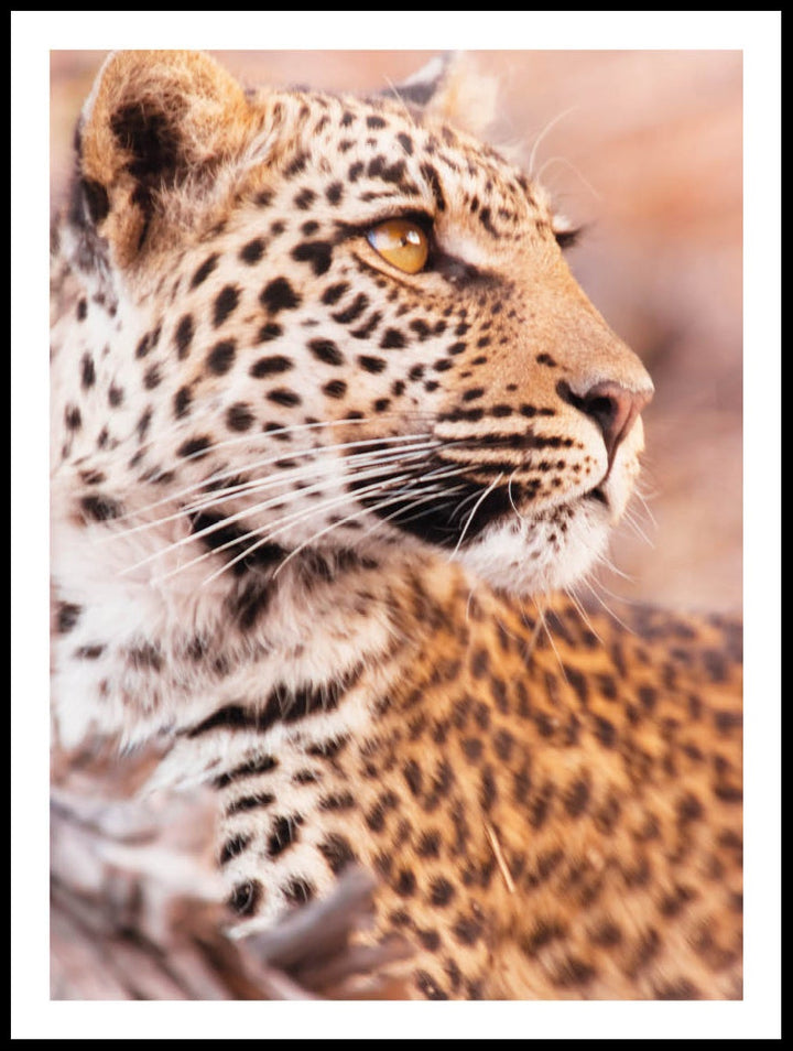 Leopard In Profile Poster