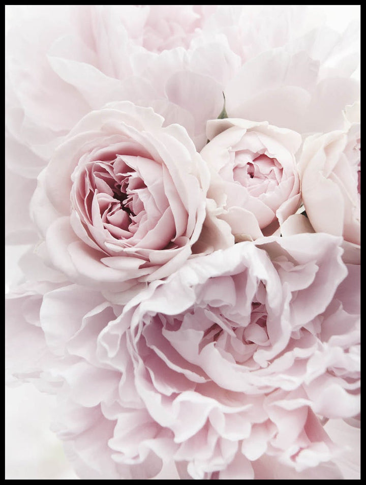 Light Pink Peonies Poster