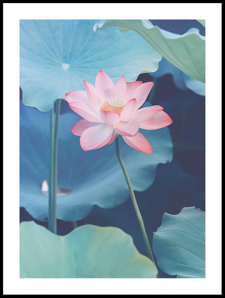 Water Lily Poster