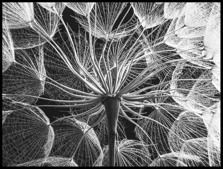 Close Up Dandelion Poster