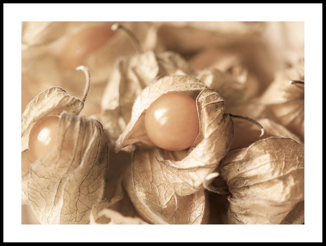 Close Up Of Physalis Poster