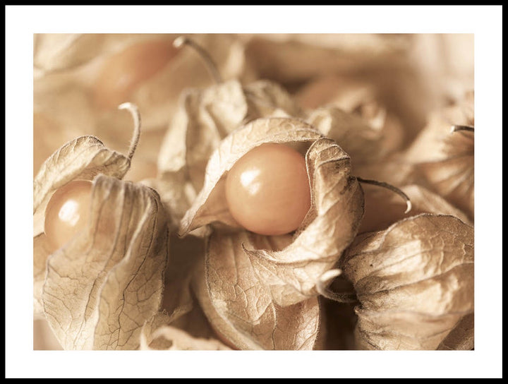 Close Up Of Physalis Poster