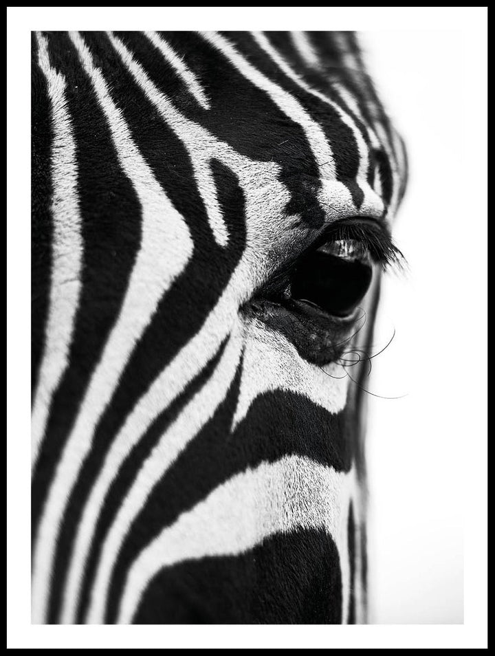 Close Up Zebra Poster