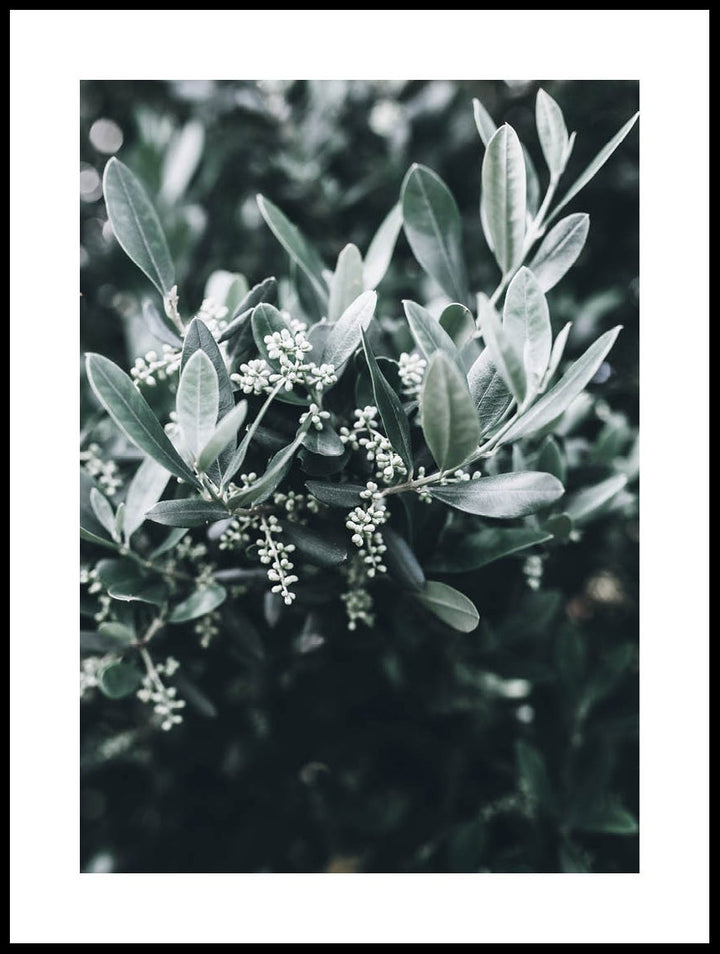 Olive Branch In Bloom Poster