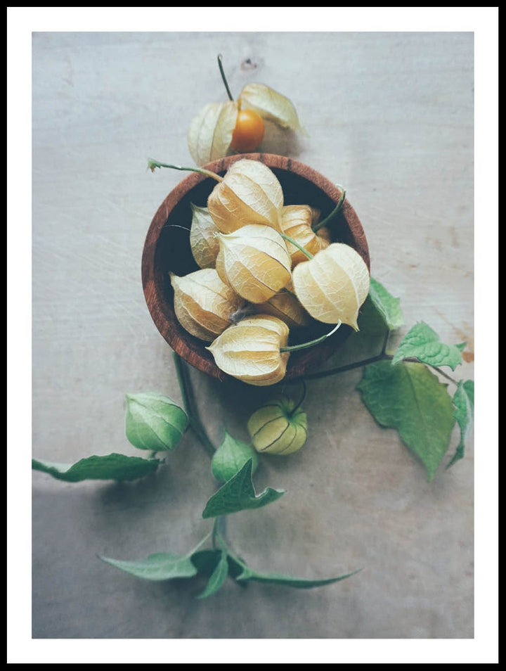 Physalis On Barrel Poster