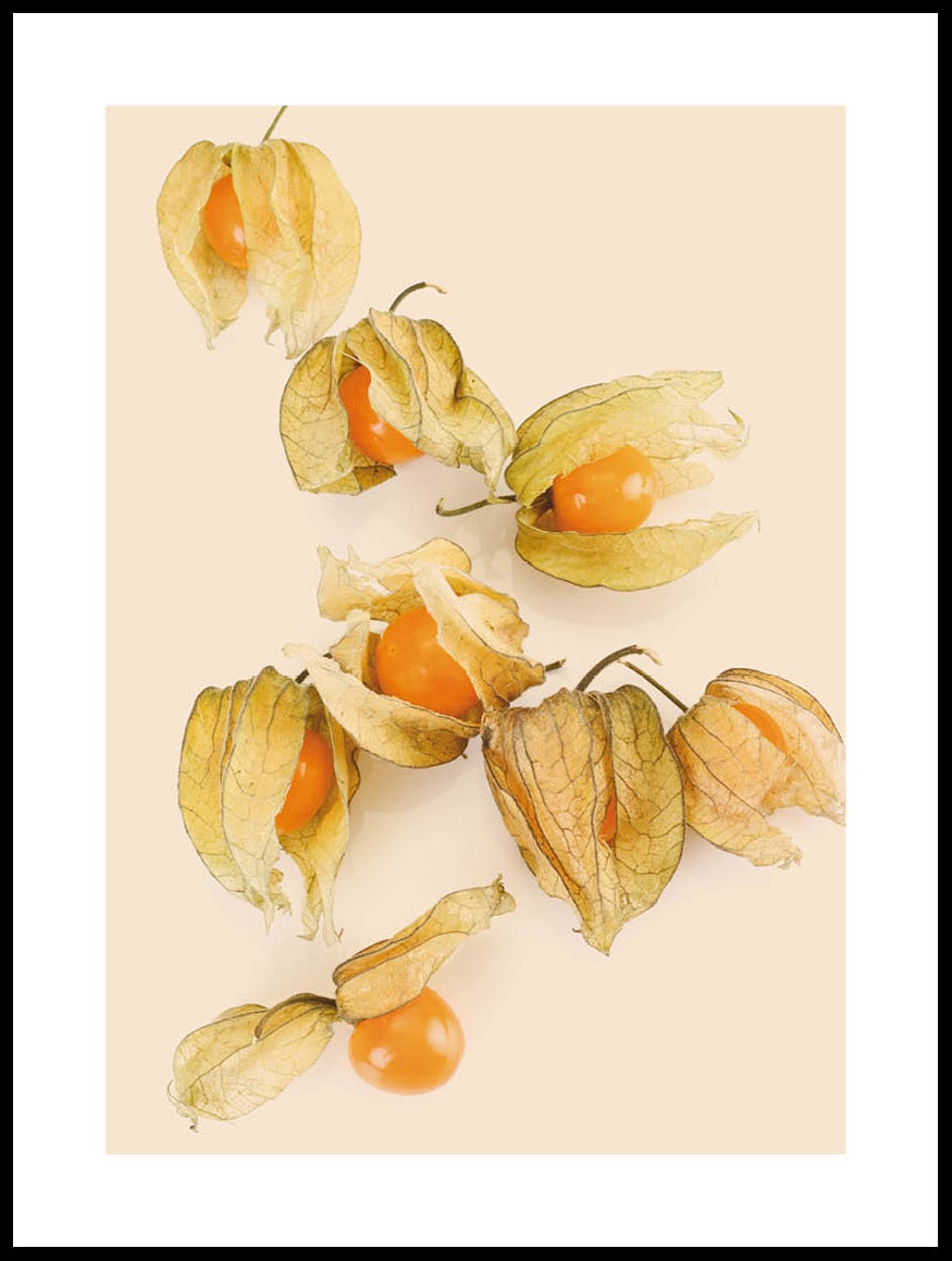 Physalis Poster