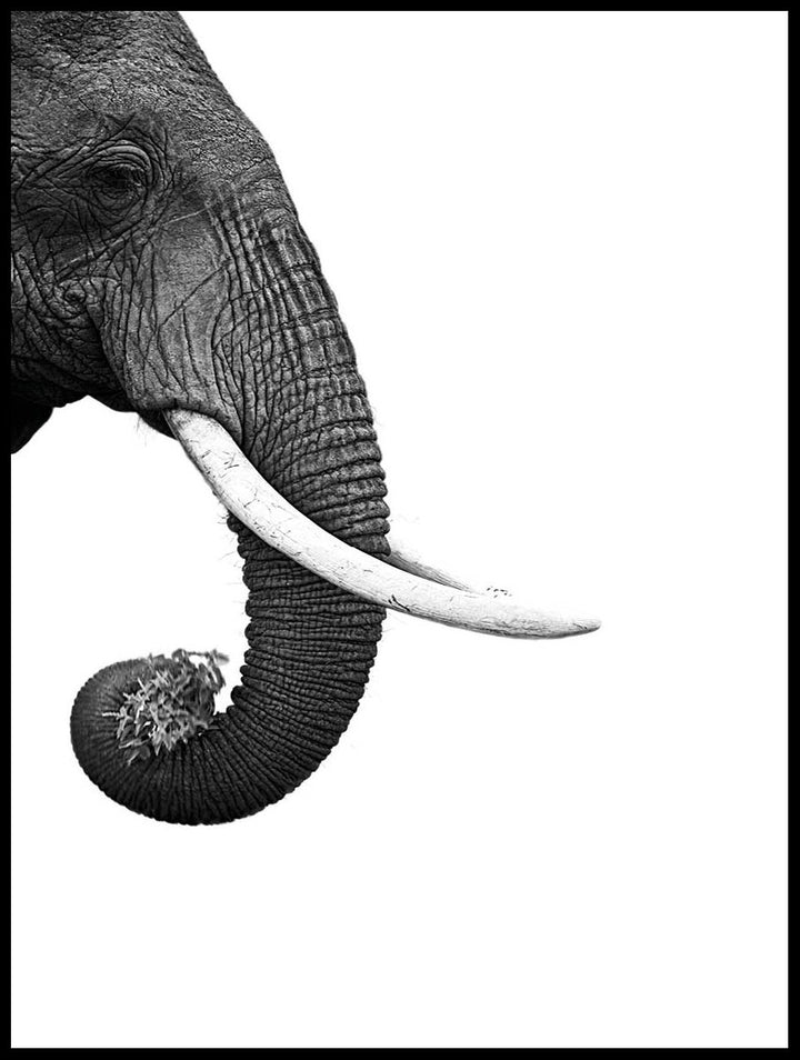 Elephant In Profile Poster