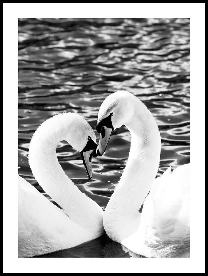 Romantic Swans Poster