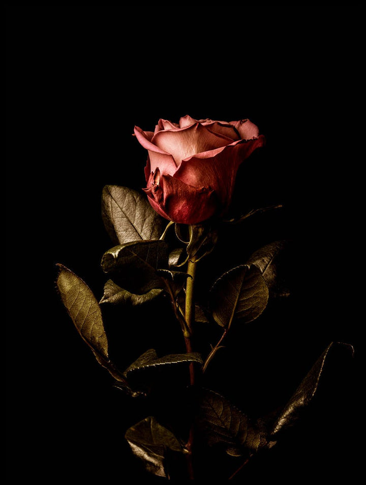 Rose In Darkness Poster