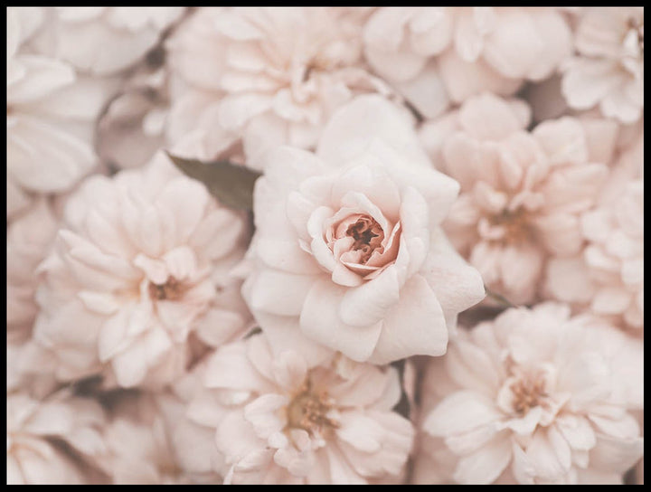 Pink Flowers Poster