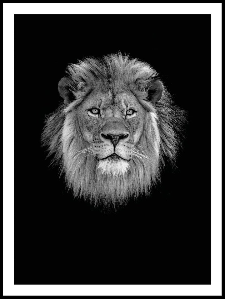 Majestic Lion Poster