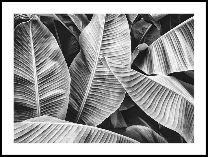 Black And White Leaves Poster