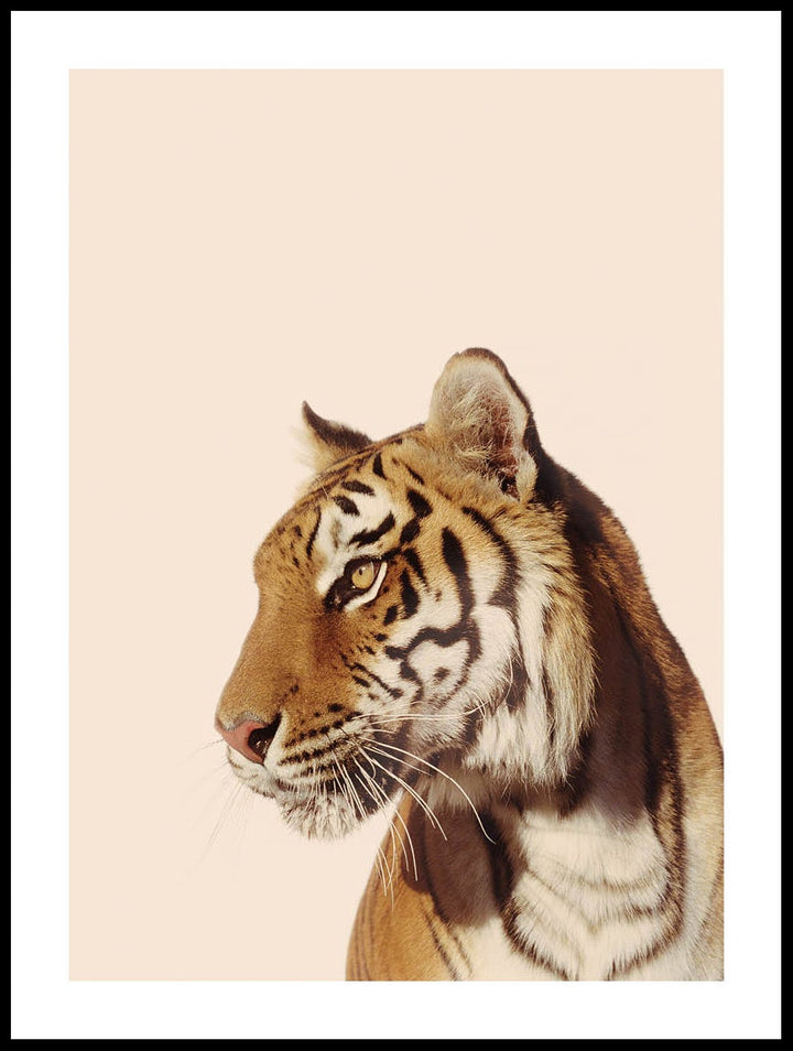 Tiger In Profile Poster