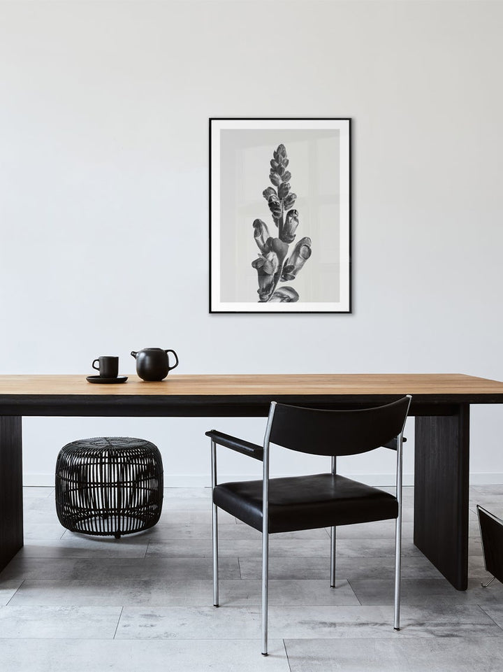 Plant In Black And White Poster