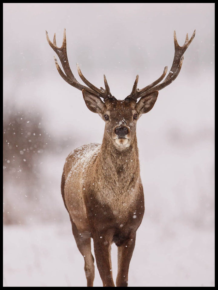 Winter Deer Poster