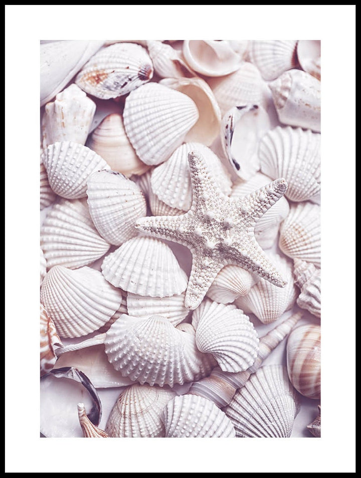 White Shells Poster