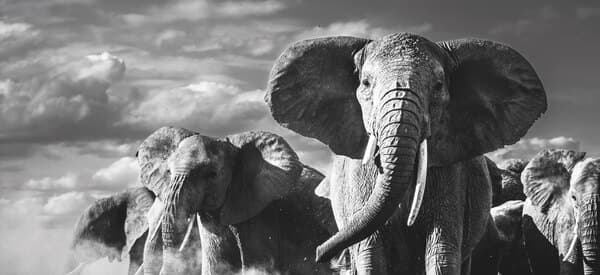 djur posters elefant.jpg